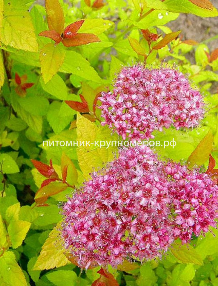 Спирея японская Голдфлейм